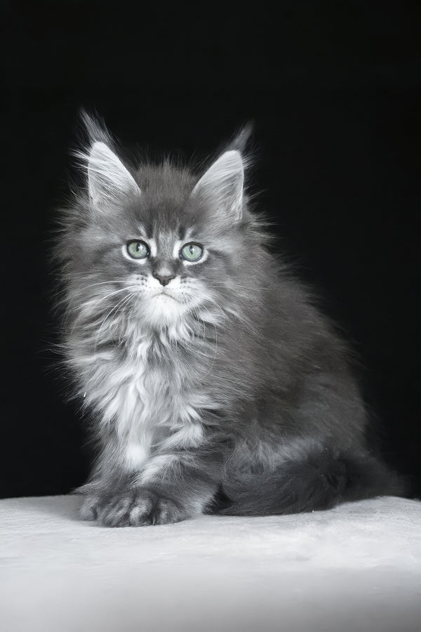 Molnia | Maine Coon Kitten