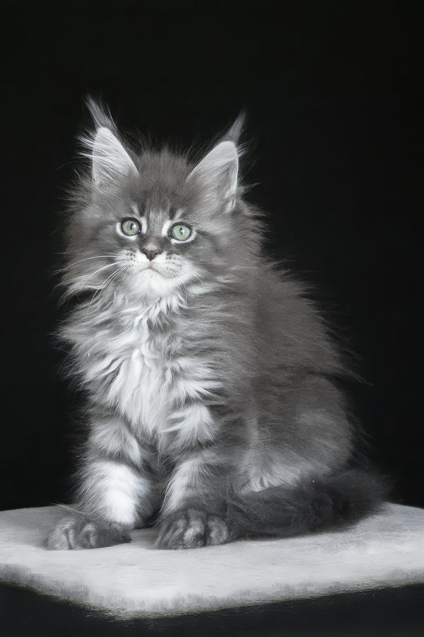 Molnia | Maine Coon Kitten