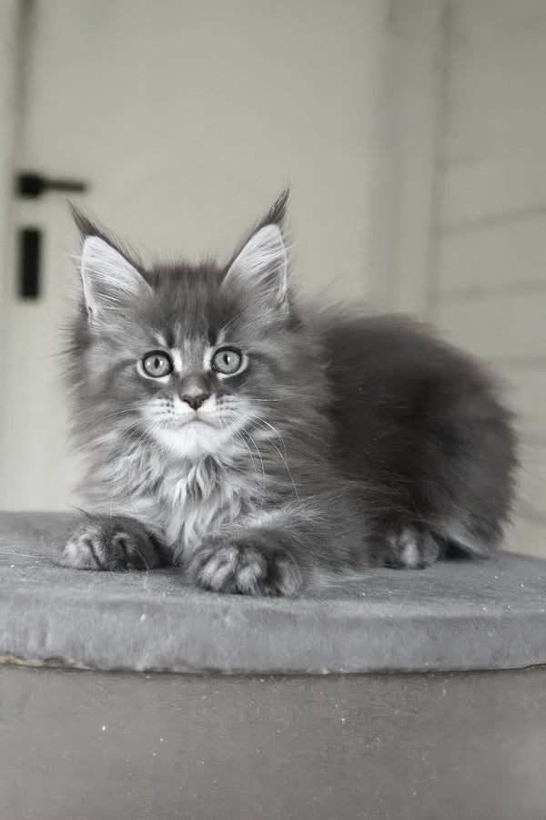 Molnia | Maine Coon Kitten