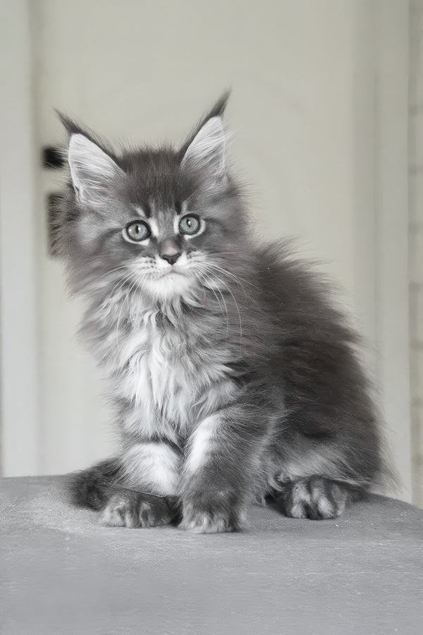 Molnia | Maine Coon Kitten