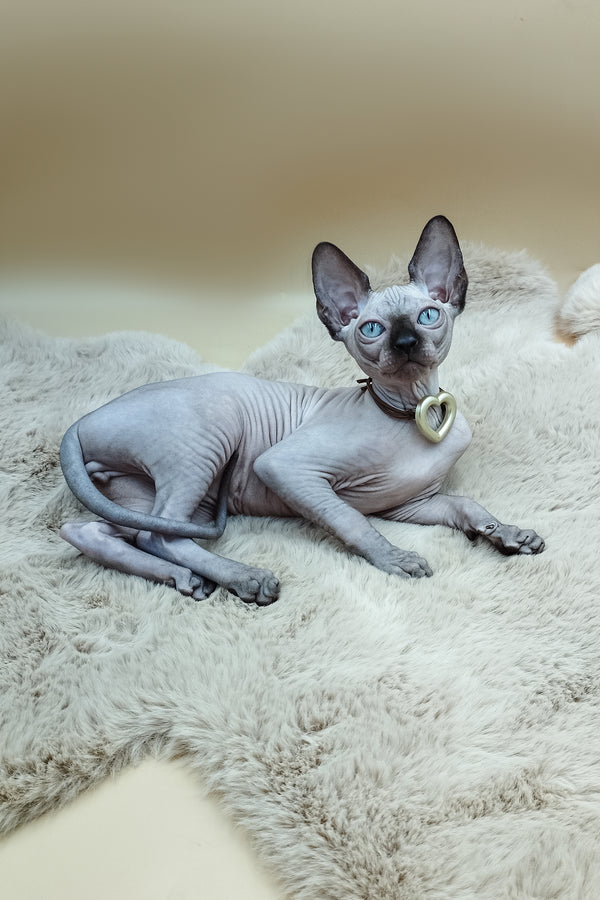 Sphynx Cat Nelson 