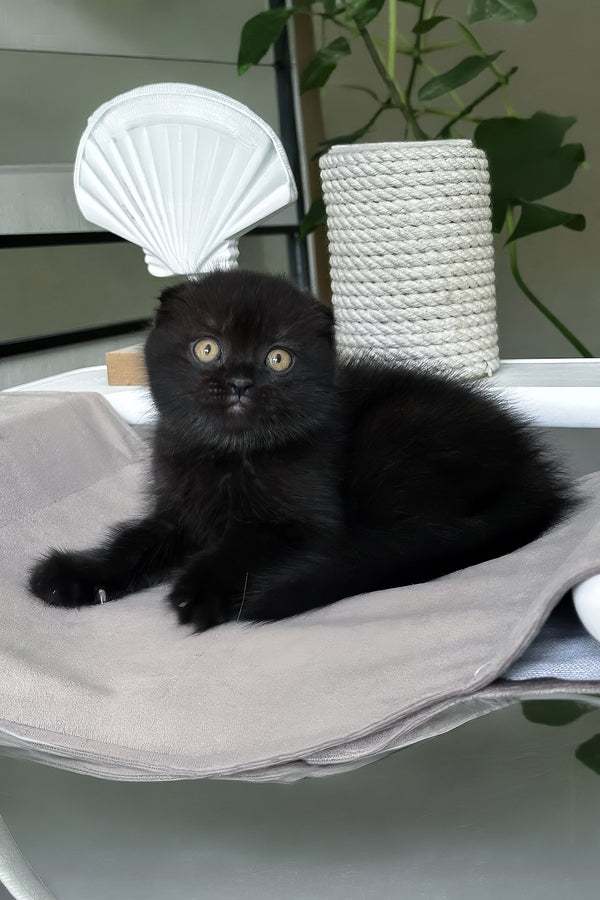 Nelson | Scottish Fold Kitten