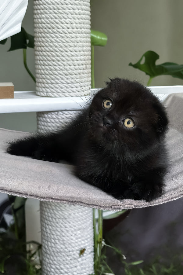 Nelson | Scottish Fold Kitten