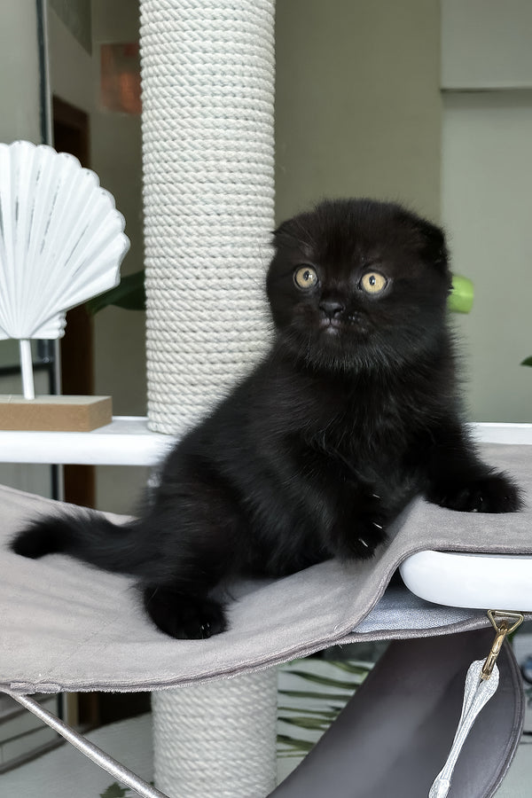 Nelson | Scottish Fold Kitten
