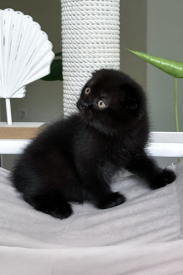 Nelson | Scottish Fold Kitten