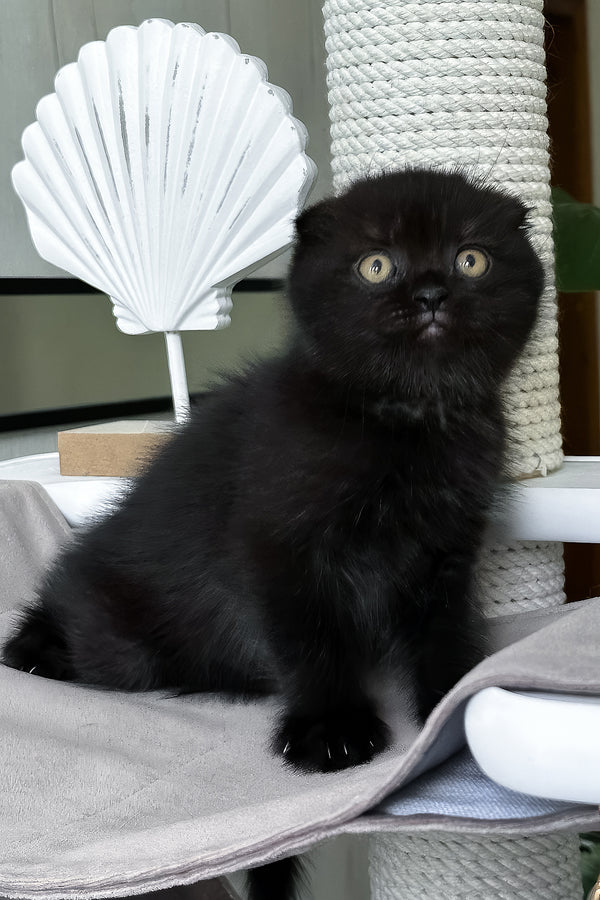 Nelson | Scottish Fold Kitten
