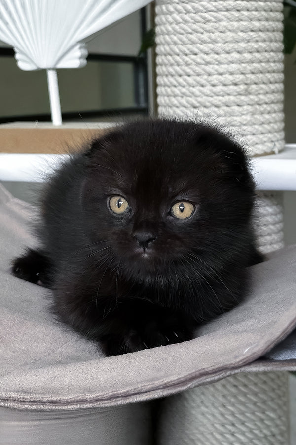 Nelson | Scottish Fold Kitten