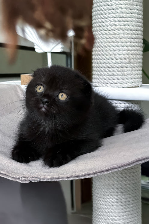 Nelson | Scottish Fold Kitten
