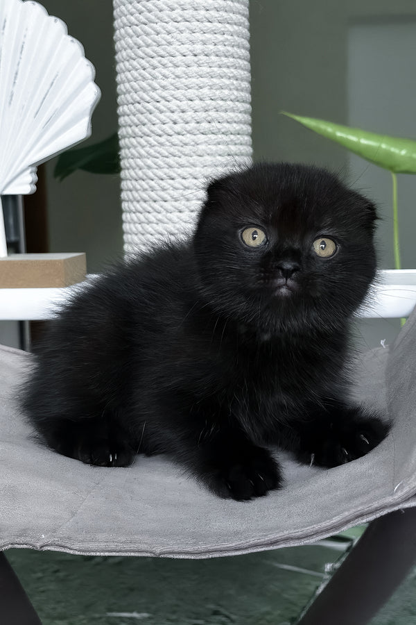 Nelson | Scottish Fold Kitten