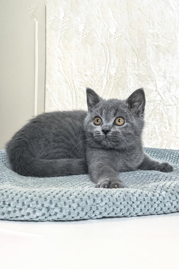 Nelson | British Shorthair Kitten