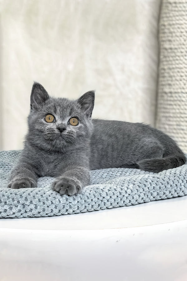 Nelson | British Shorthair Kitten
