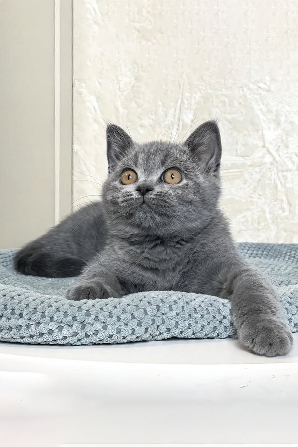 Nelson | British Shorthair Kitten