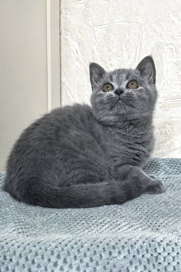 Nelson | British Shorthair Kitten