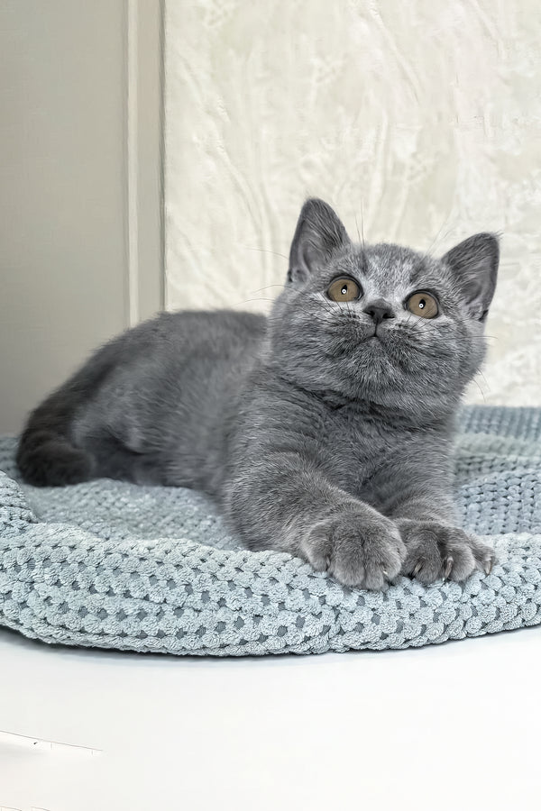 Nelson | British Shorthair Kitten
