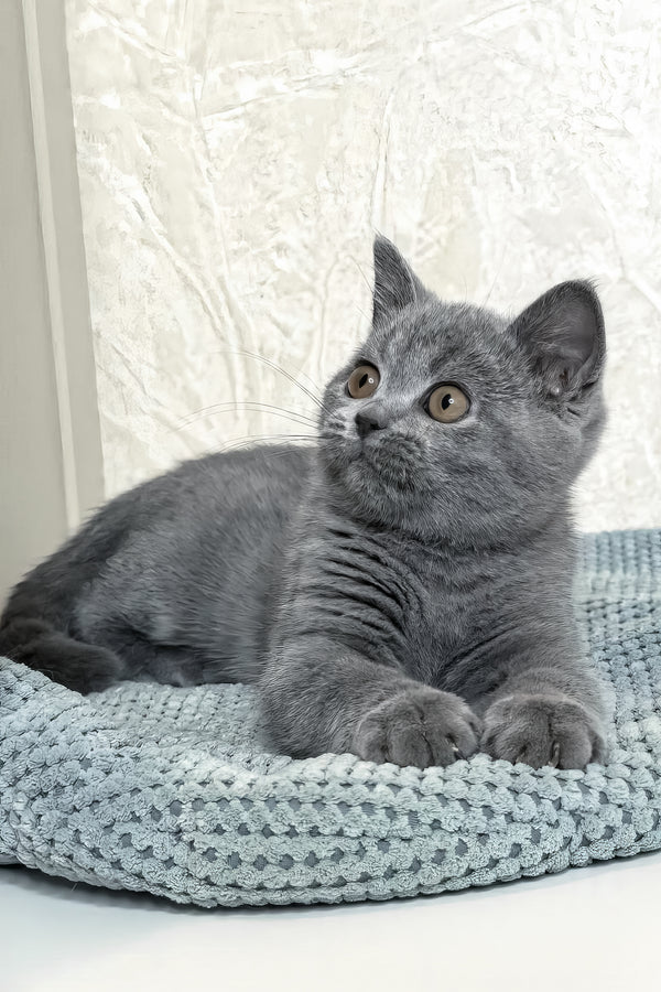 Nelson | British Shorthair Kitten