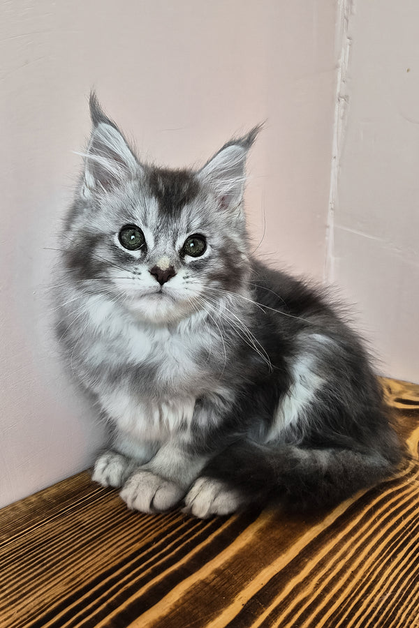 Nemo | Maine Coon Kitten