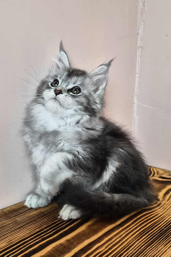 Nemo | Maine Coon Kitten