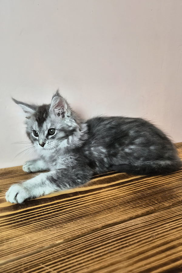 Nemo | Maine Coon Kitten