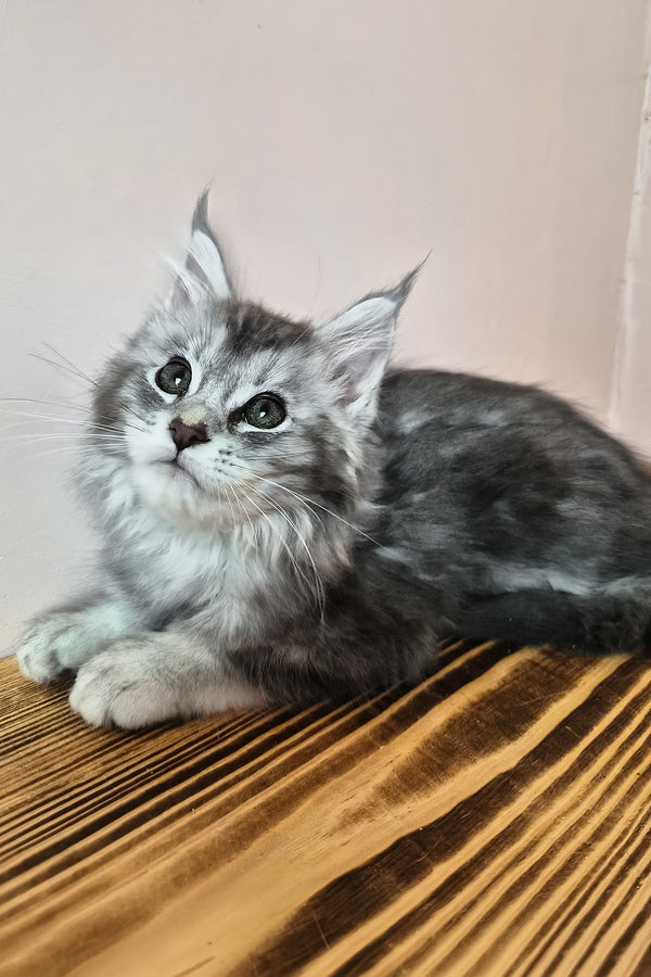 Nemo | Maine Coon Kitten