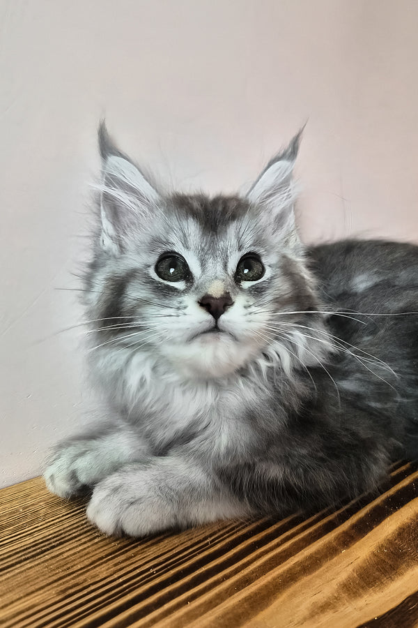 Nemo | Maine Coon Kitten