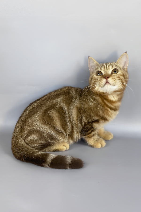 Neo | British Shorthair Kitten