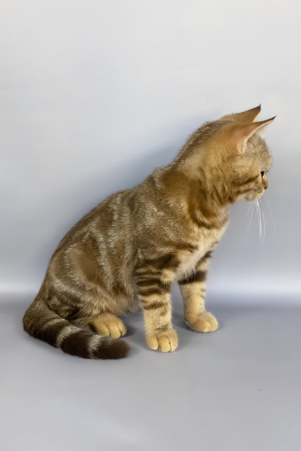 Neo | British Shorthair Kitten