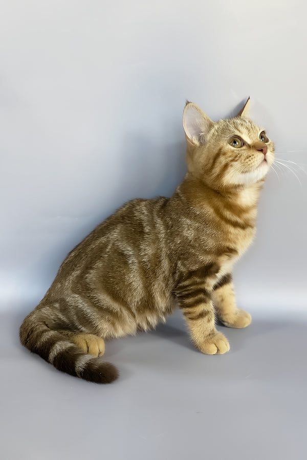 Neo | British Shorthair Kitten