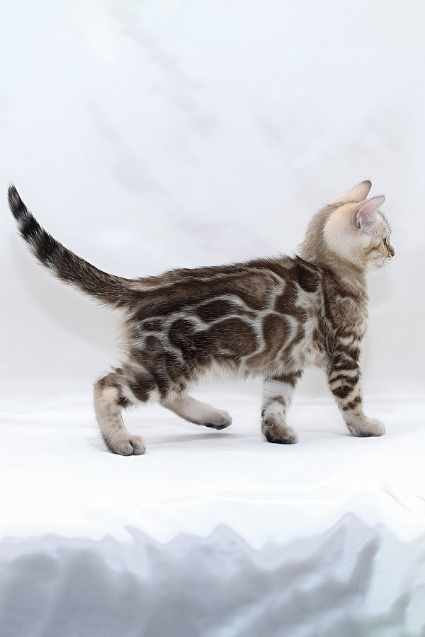 Nicole | Bengal Kitten