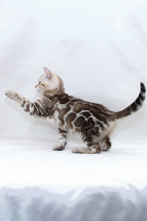 Nicole | Bengal Kitten