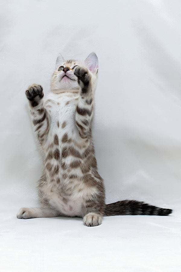 Nicole | Bengal Kitten