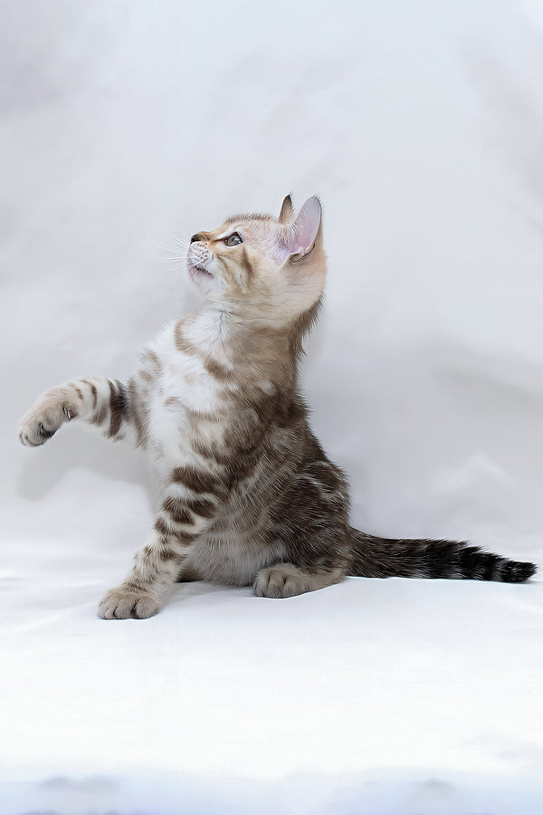 Nicole | Bengal Kitten