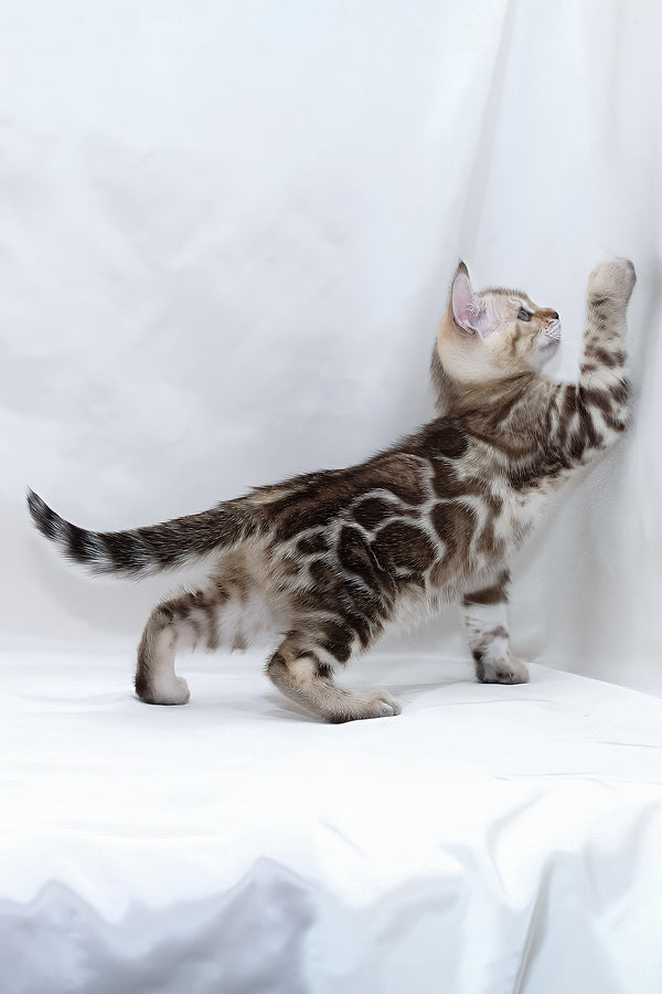 Nicole | Bengal Kitten