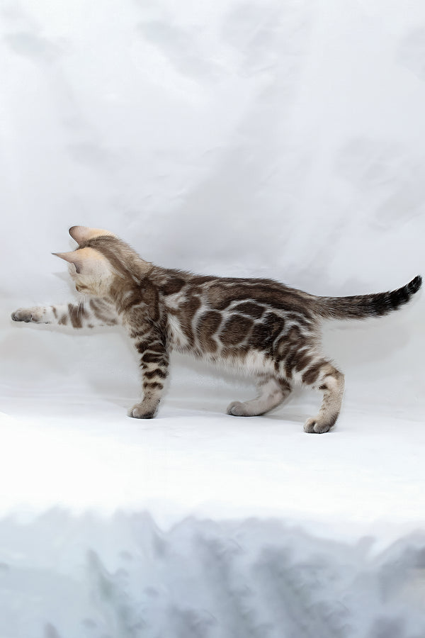 Nicole | Bengal Kitten