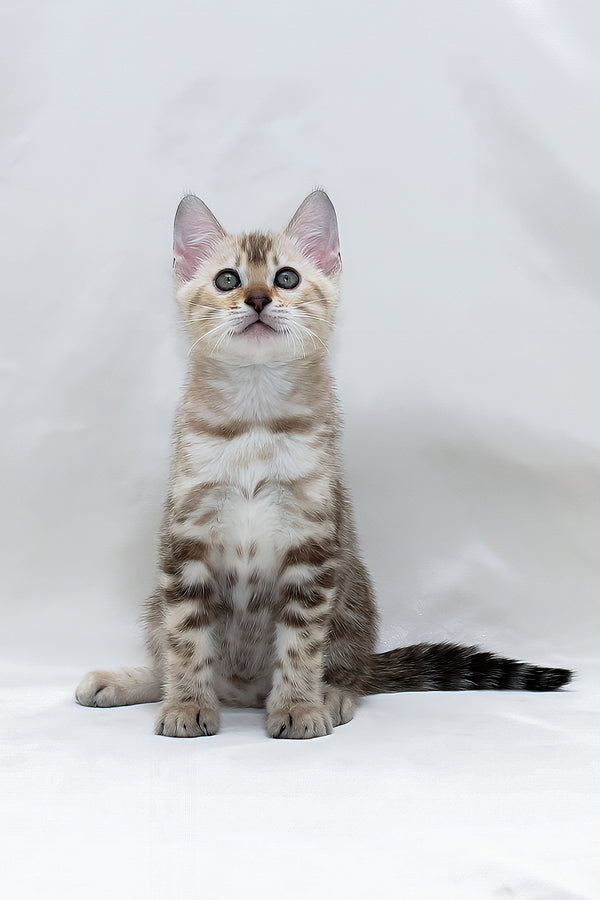 Nicole | Bengal Kitten