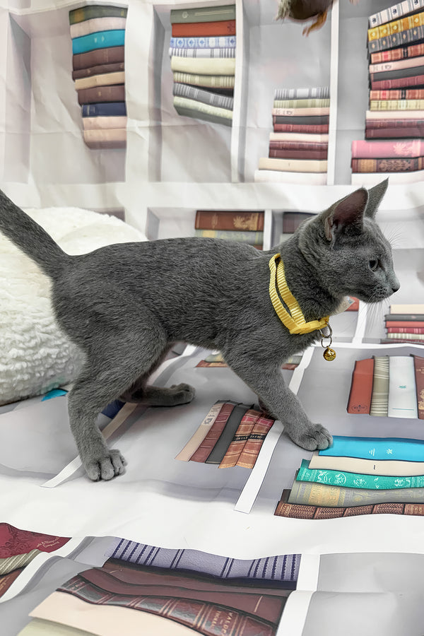 Nikita | Russian Blue Kitten