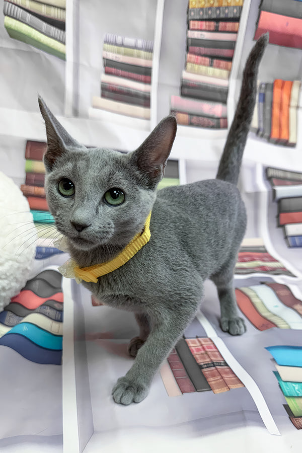 Nikita | Russian Blue Kitten