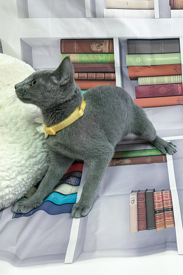 Nikita | Russian Blue Kitten