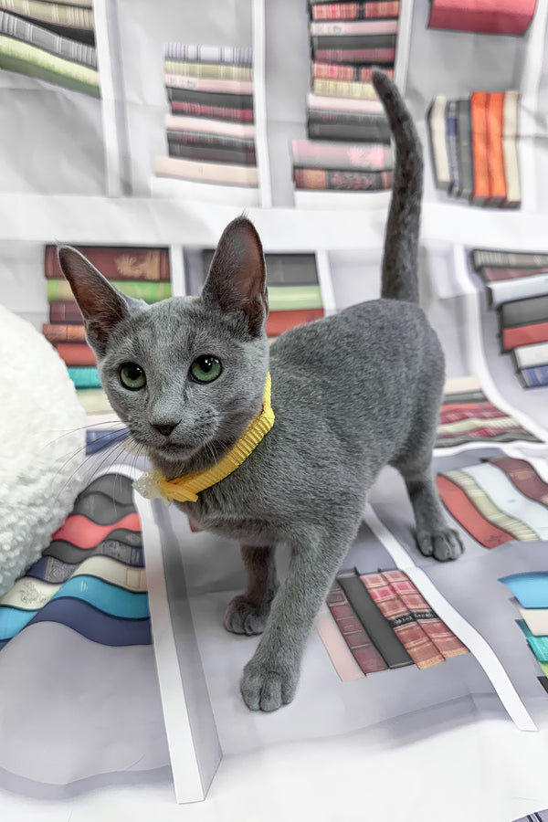 Nikita | Russian Blue Kitten