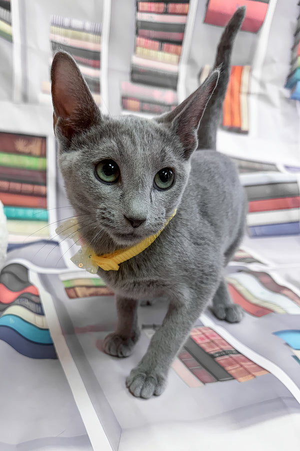 Nikita | Russian Blue Kitten