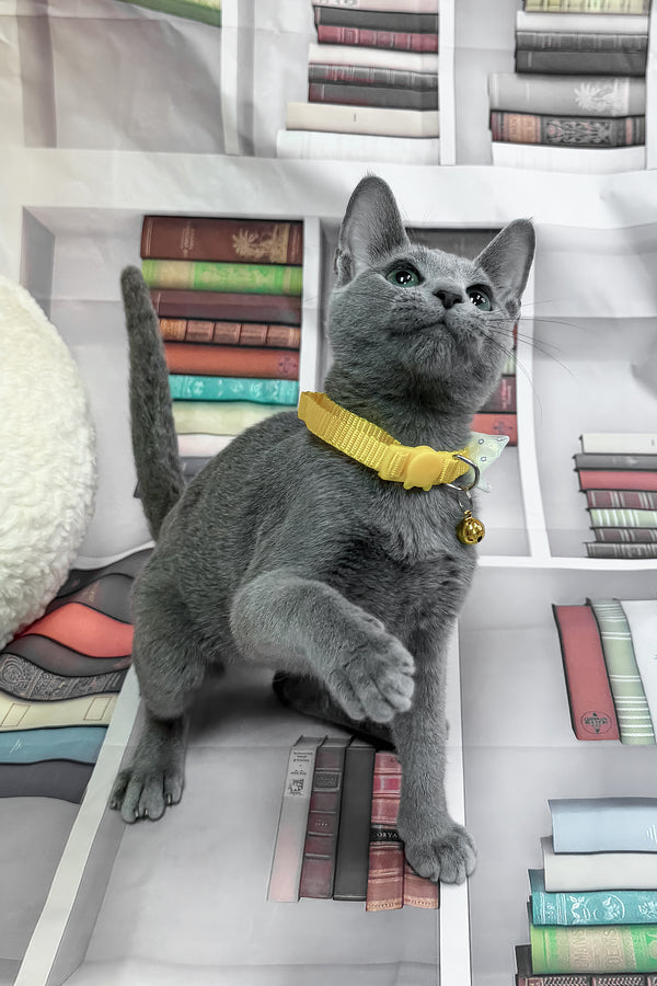 Nikita | Russian Blue Kitten