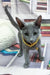 Nikita | Russian Blue Kitten