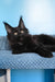 Nola | Maine Coon Kitten