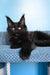 Nola | Maine Coon Kitten