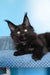 Nola | Maine Coon Kitten
