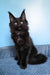 Nola | Maine Coon Kitten