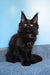 Nola | Maine Coon Kitten