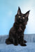Nola | Maine Coon Kitten