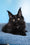 Nola | Maine Coon Kitten