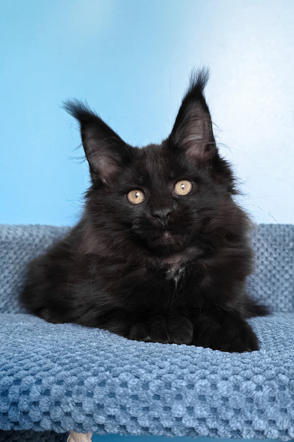 Nola | Maine Coon Kitten