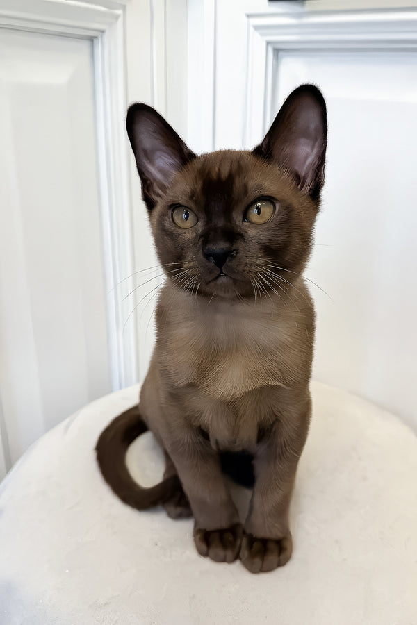Nord | European Burmese Kitten